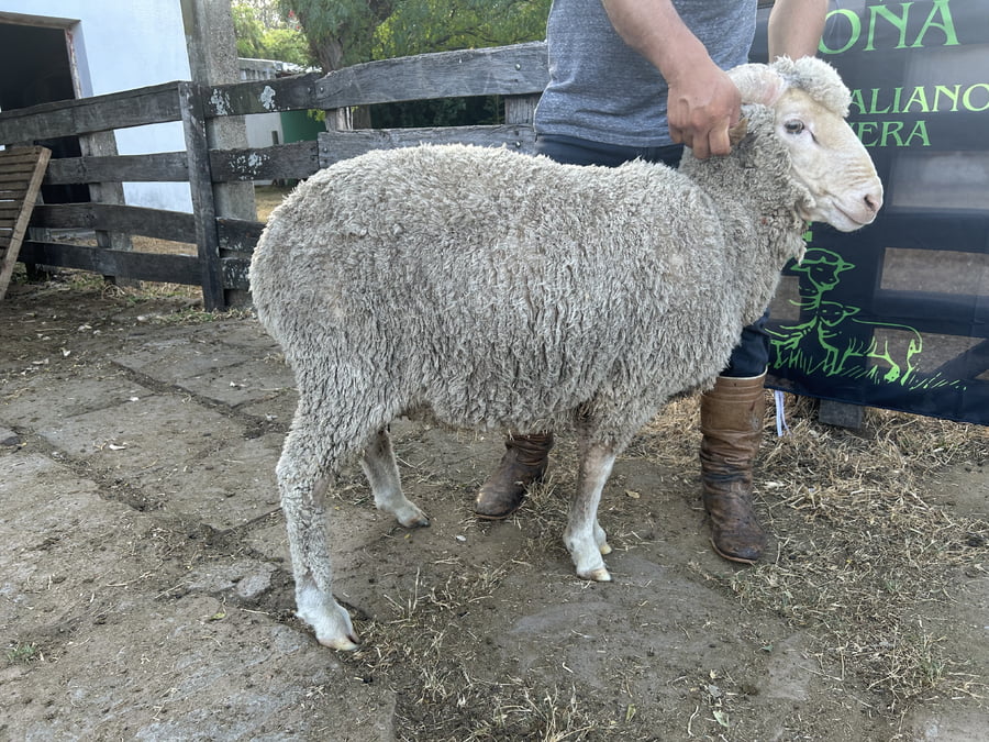 Lote Borrego 2D (MO: No)