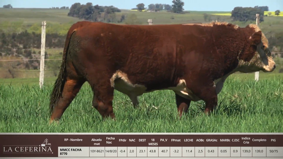 Lote MMCC FACHA 8770