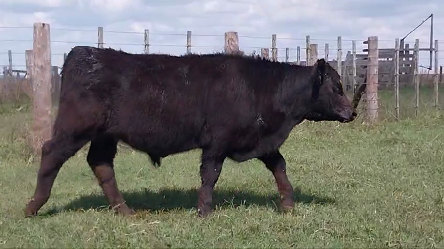 Lote 70 Terneros/as en Rauch, Buenos Aires