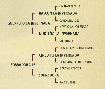 Lote Matasiete sacrilica