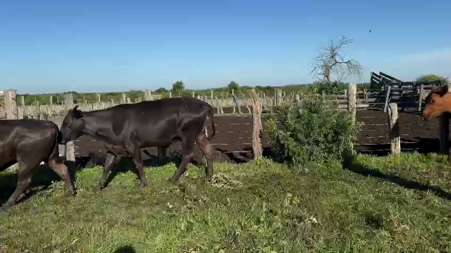 Lote 14 Vacas de invernar