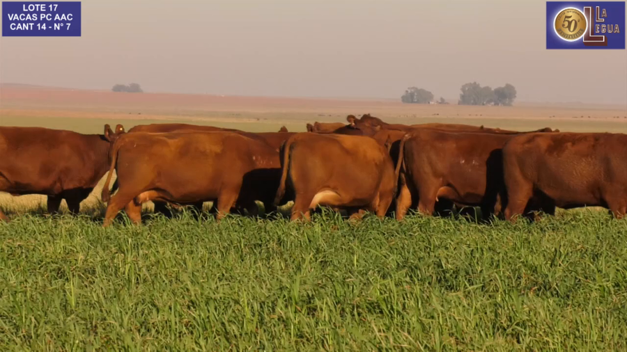 Lote VACAS A. ANGUS COLORADAS P. CONTROLADAS C/ GTIA DE PREÑEZ