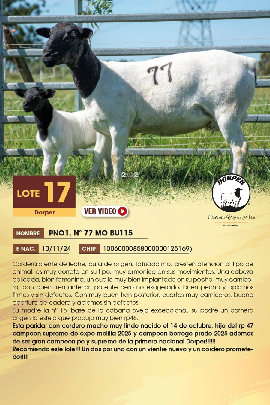 Lote 17 - Dorper