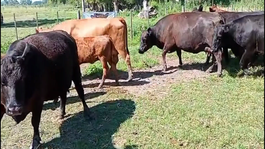 Lote 52 AL CTE USADAS