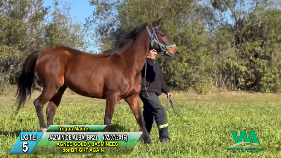 Lote JAZMIN DE ALBA (Brz)