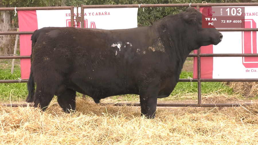 Lote TOROS ANGUS NEGROS  PC