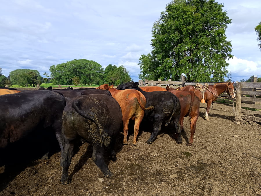 Lote 16 Novillo Gordo en Osorno, X Región Los Lagos