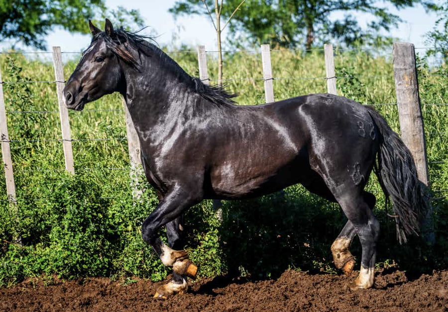 Lote DEL OESTE TAMBOR