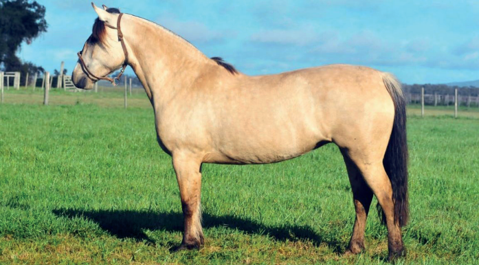 Lote CAÑADA NAFTALINA