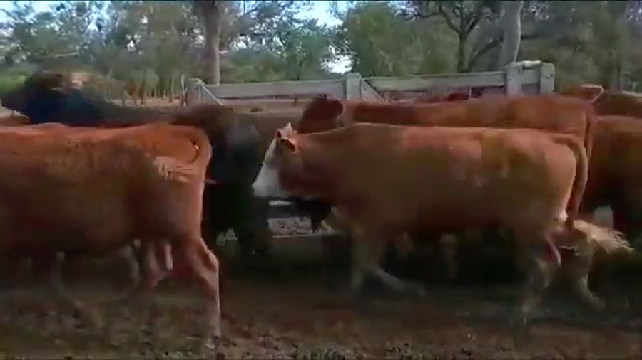 Lote 325 Novillitos en J.J. Castelli, Chaco