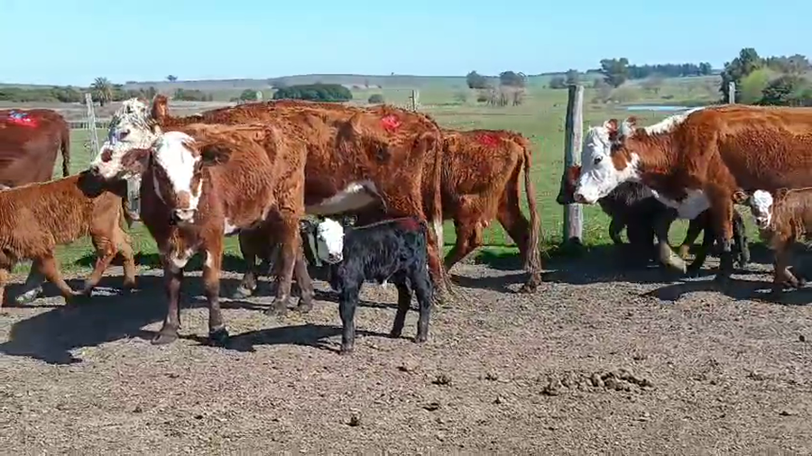 Lote 44 Piezas de cría a remate en Pantalla Aniversario - Escritorio Camy, San José