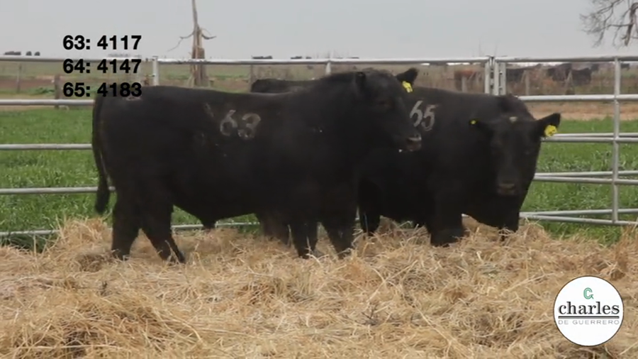 Lote TOROS PUROS CONTROLADOS