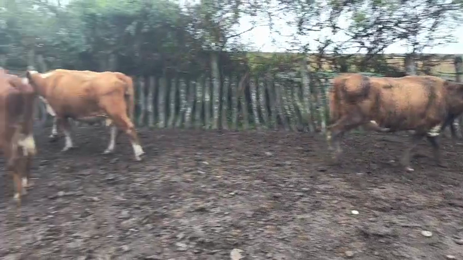 Lote 6 Vacas de invernar en Corrientes, Curuzú-Cuatiá