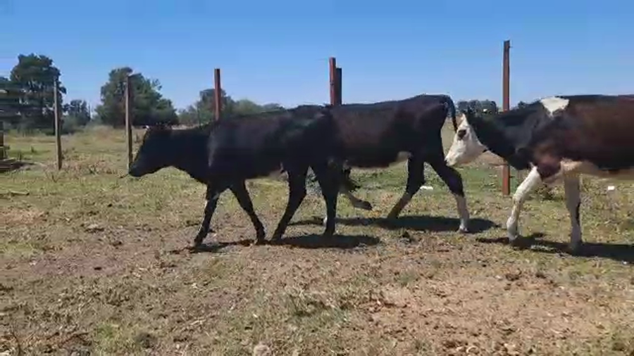 Lote 4 Terneras en San Jose