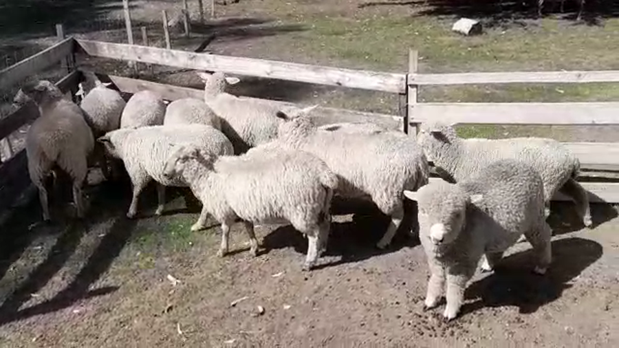 Lote (Vendido)11 Corderas FRISONA - CARAMORA/ TEXEL a remate en #29 Pantalla Carmelo, Colonia