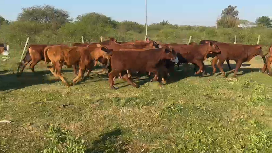 Lote 41 Terneros en Corrientes, Santa Lucía