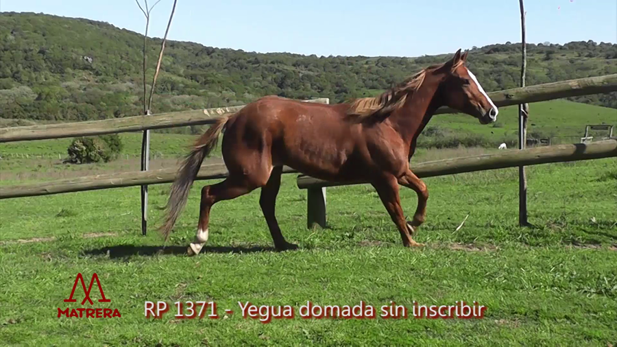 Lote YEGUA DOMADA 1371