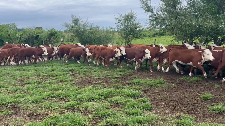 Lote 110 Terneras