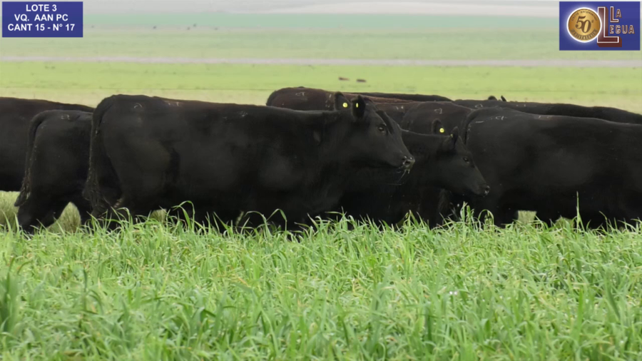 Lote VAQ. ANGUS NEGRAS P. CONTROLADAS C/GTÍA DE PREÑEZ