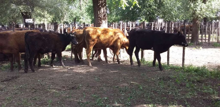 Lote 6 Novillitos en Gral. Lamadrid, Buenos Aires