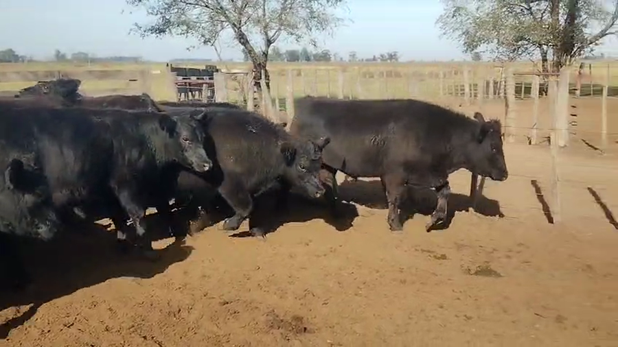 Lote 70 Novillitos en Pehuajo