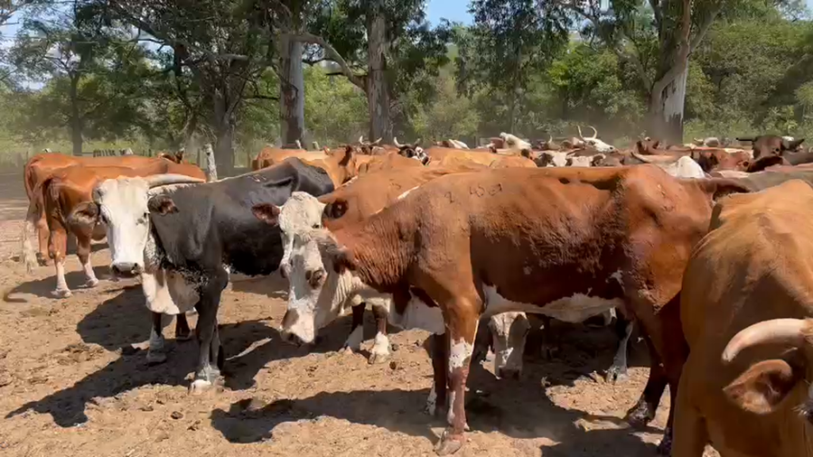 Lote 138 Vacas de invernar en Saladas, Corrientes
