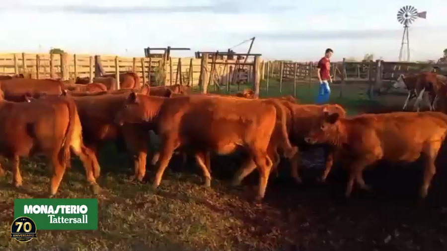 Lote 25 Terneros/as en Pahuajo