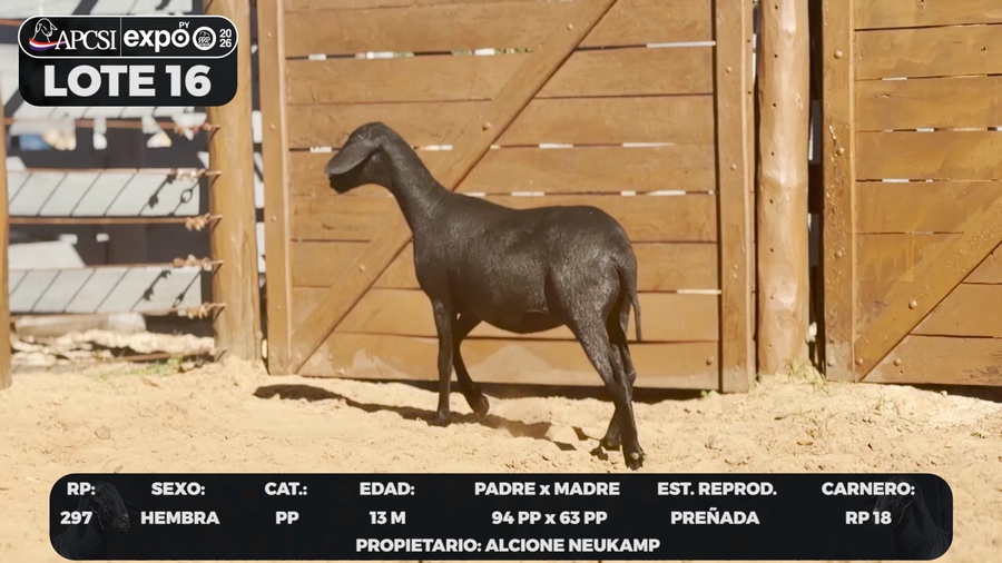 Lote LOTE 16 - CAMPO