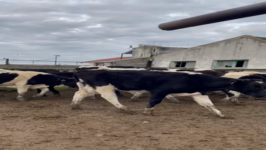 Lote 31 Terneros holando