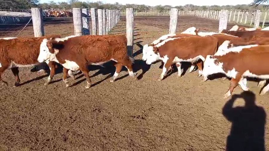 Lote 55 Terneros