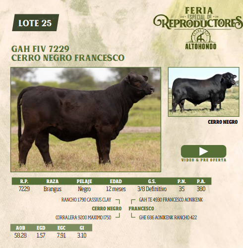 Lote LOTE 25