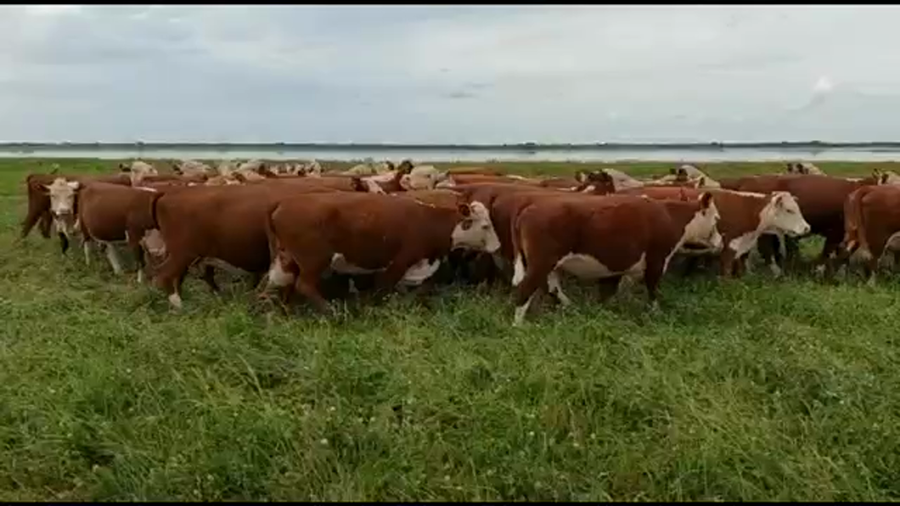 Lote 44 Vacas nuevas C/ gtia de preñez en Alcaraz N., Entre Ríos