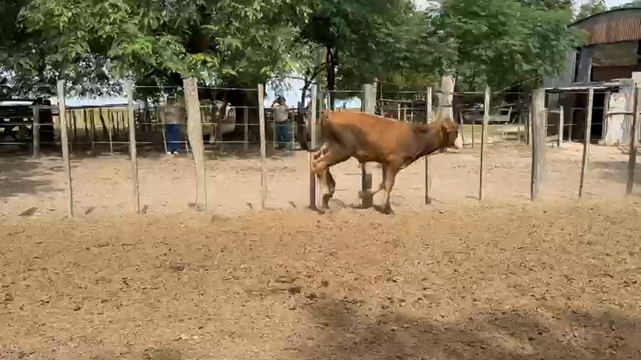 Lote 120 Terneros en Corrientes, Paso de Los Libres