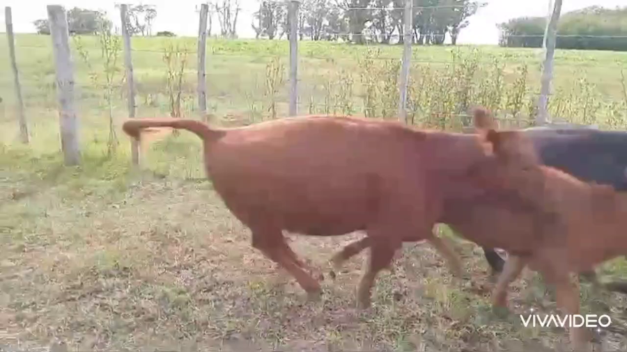 Lote 122 Terneros/as