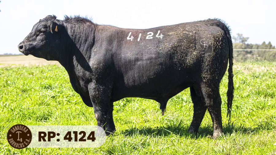 Lote RP 4124