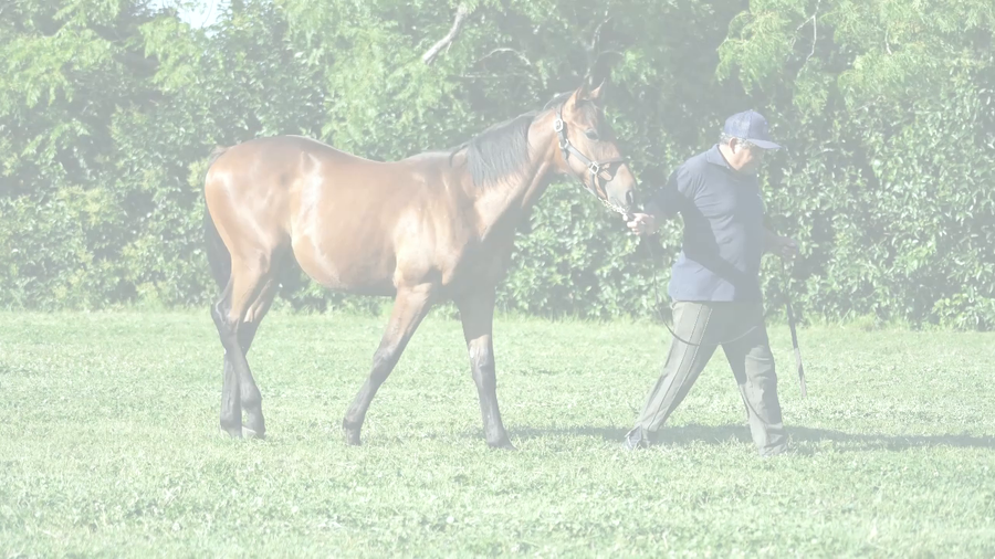 Lote MANI MAD (MANIPULATOR - SUNNY MAD)