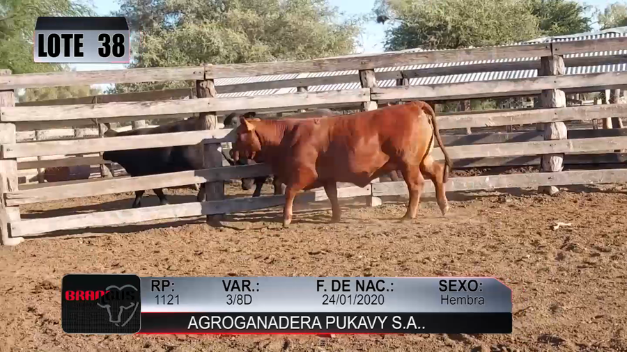 Lote Nacional de Otoño Brangus Campo - Lote 38
