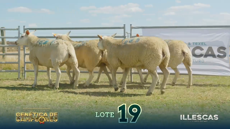 Lote LOTE 19