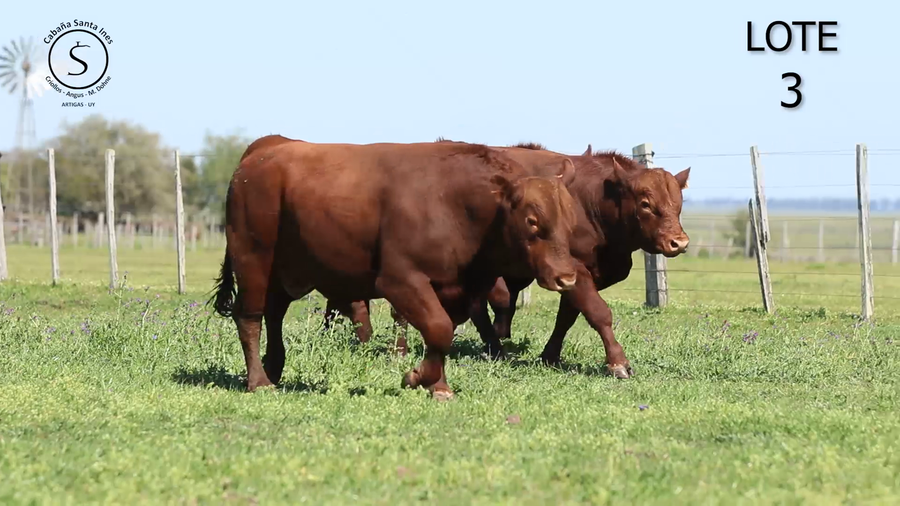 Lote 3 Toros a remate en 5° REMATE ANUAL SANTA INES, Artigas