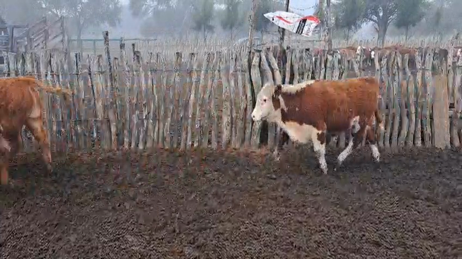 Lote 70 Terneros