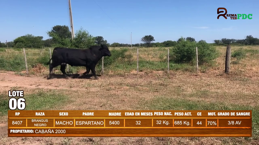 Lote TORO BRANGUS NEGRO - CABAÑA 2000