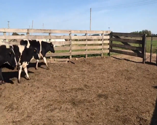 Lote (Vendido)56 Novillos Ho y Cruzas a remate en 1º Remate Virtual 230kg -  en Juan Soler