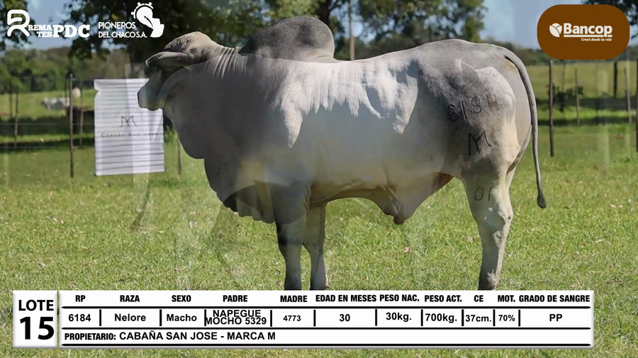 Lote Lote 15