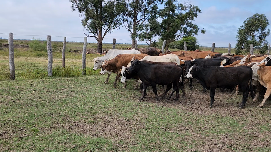 Lote 100 Novillitos en Itatí, Corrientes