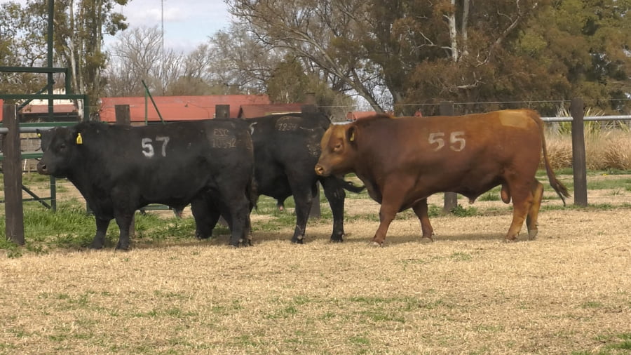 Lote TOROS ANGUS PUROS CONTROLADOS
