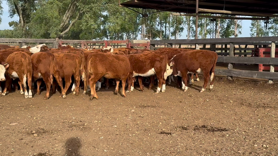 Lote 70 Terneras en Corrientes, Bonpland