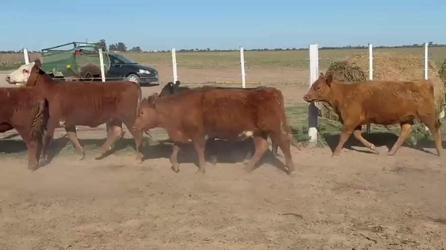 Lote 19 Terneras