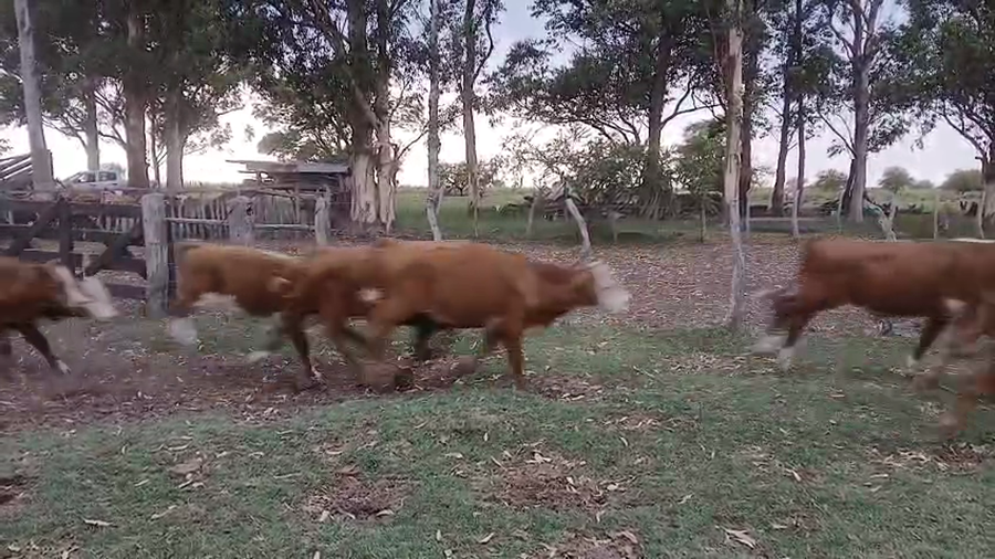 Lote 74 Terneros/as en Corrientes, Curuzu Cuatia