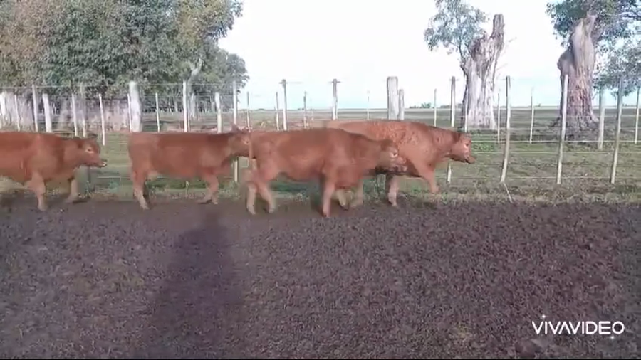 Lote 31 Terneros en Tapalqué, Buenos Aires