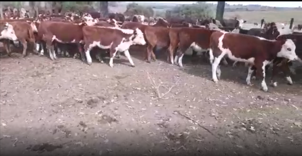 Lote 39 Terneras en San José